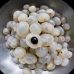 Longan